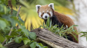 red panda surrounded by some plants